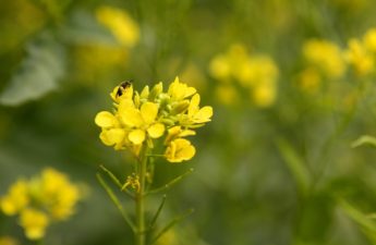 Yellow mustard plant