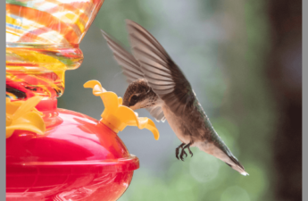 Hummingbird at a feeder