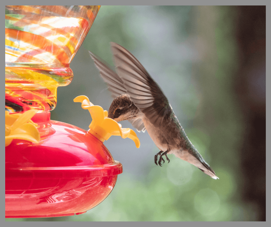 Hummingbird at a feeder