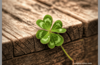 Four-Leaf Clover laying on a wooden bridge