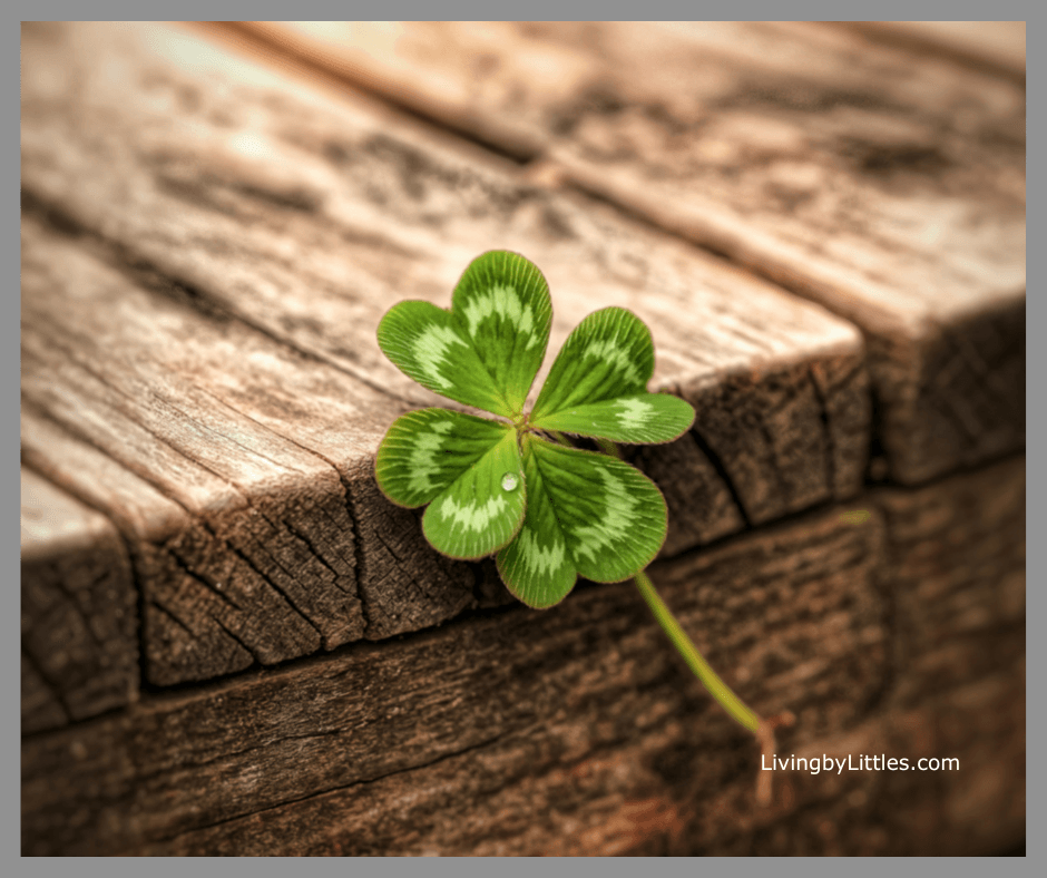 Four-Leaf Clover laying on a wooden bridge